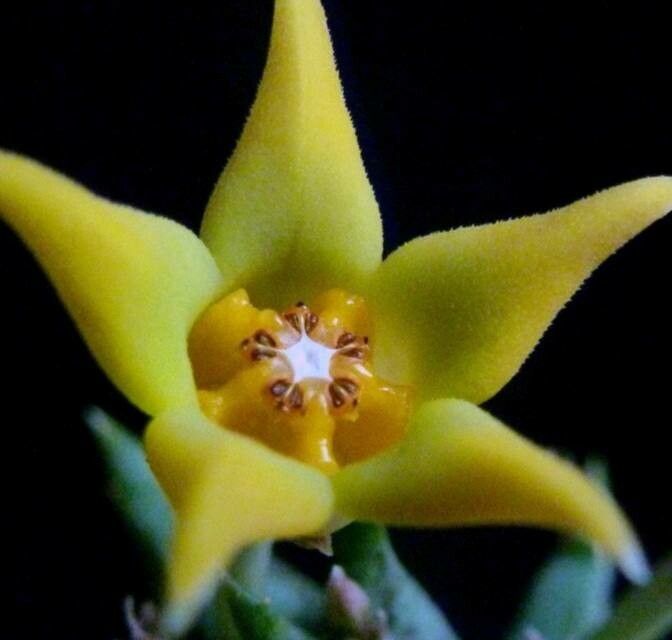 Orbea semitubiflora flower