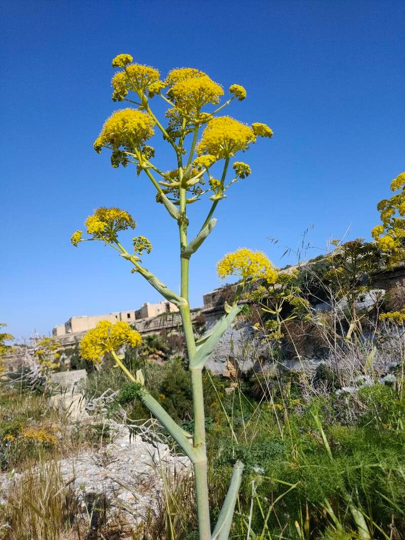 Ferula tingitana habit