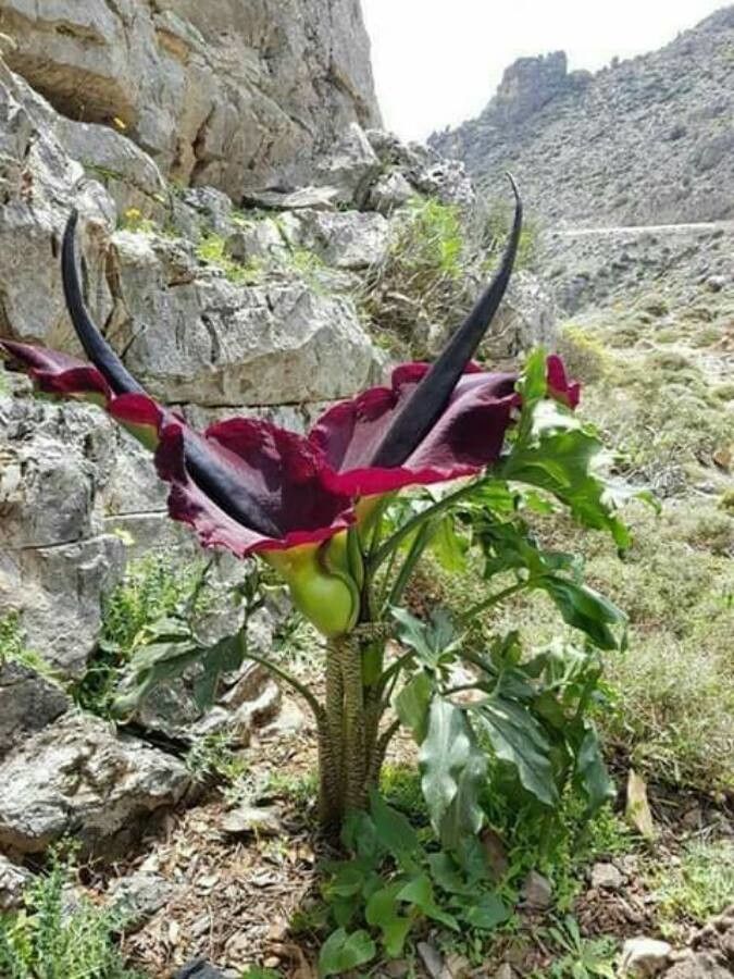 Dracunculus vulgaris flower