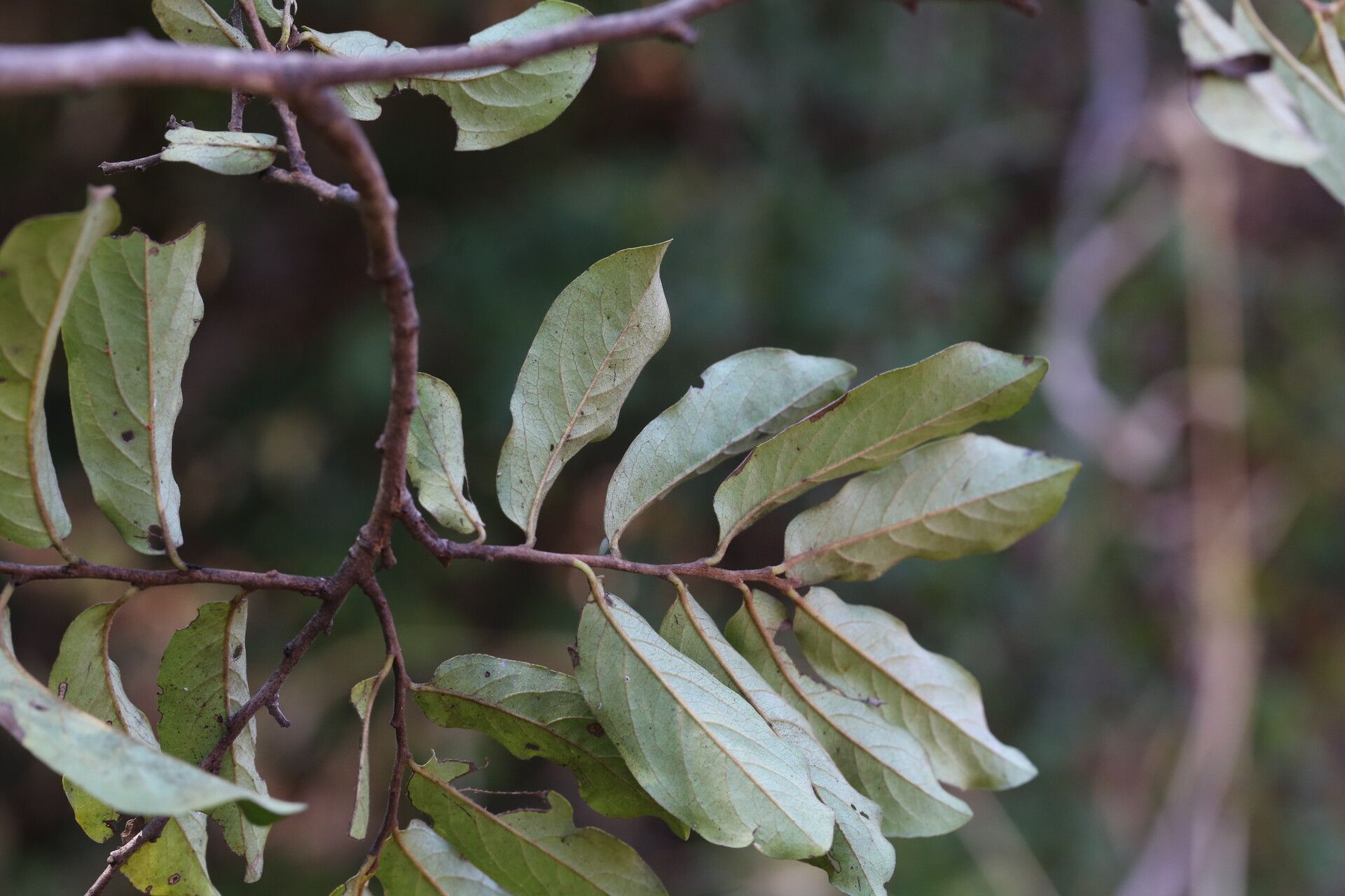 Diospyros mweroensis — houseplant care guide