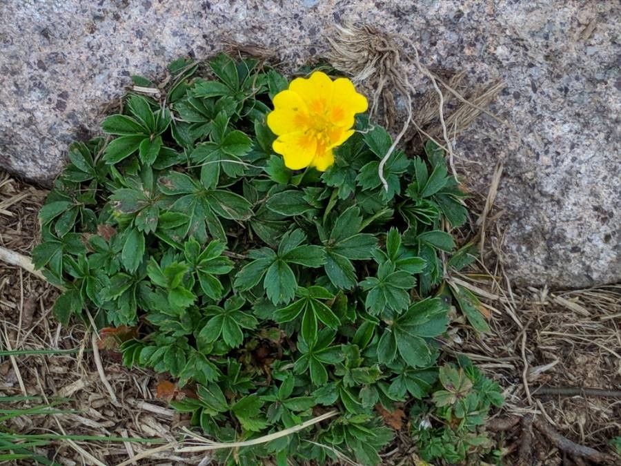 Potentilla hirta flower