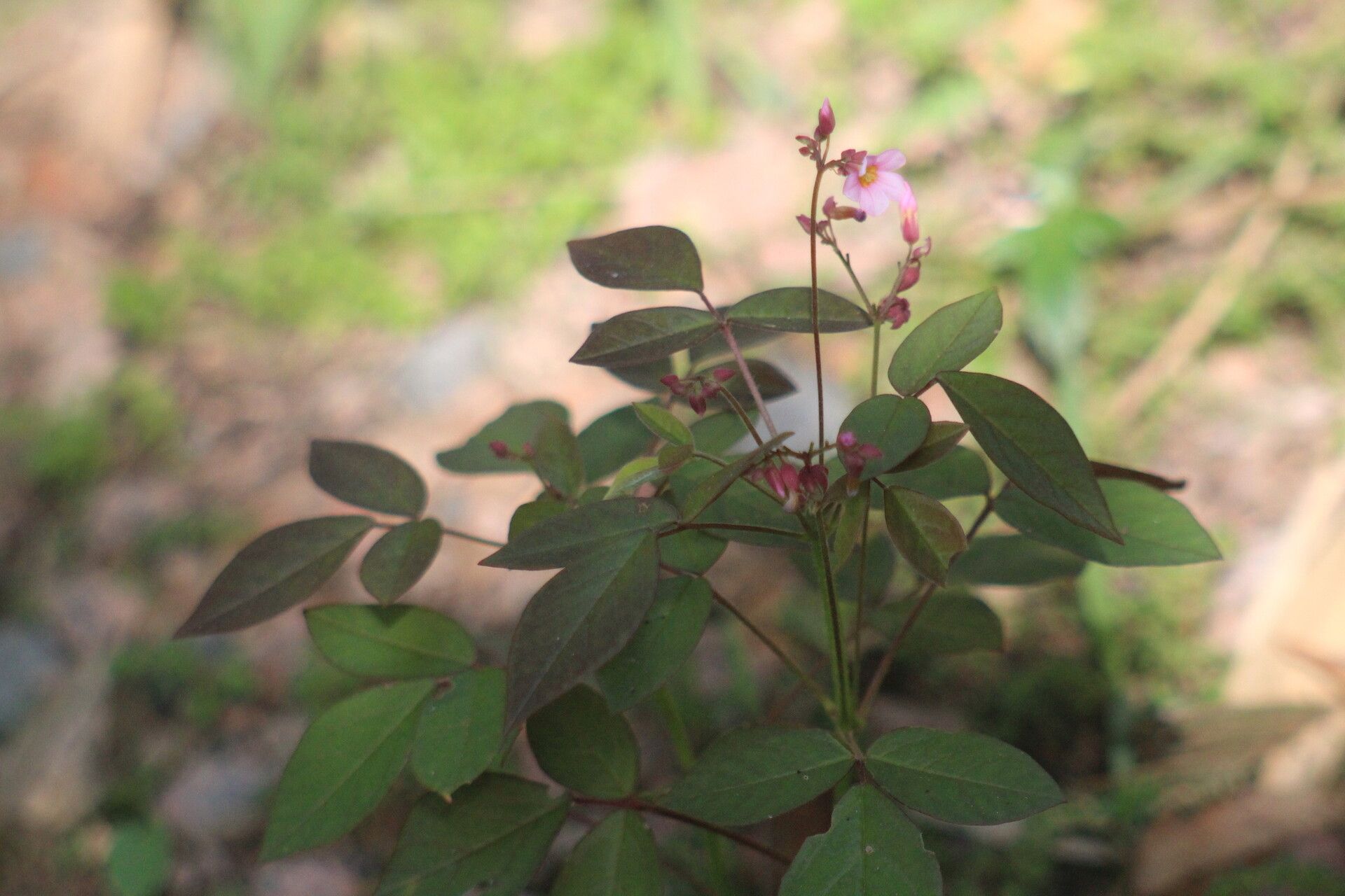 Oxalis cytisoides — houseplant care guide