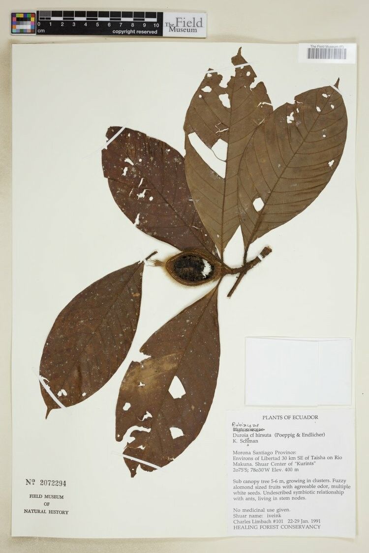 Duroia hirsuta other