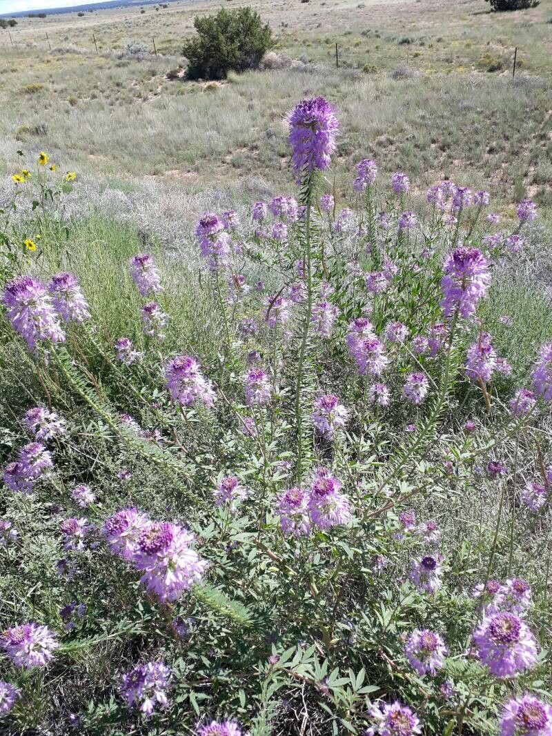 Cleome serrulata habit