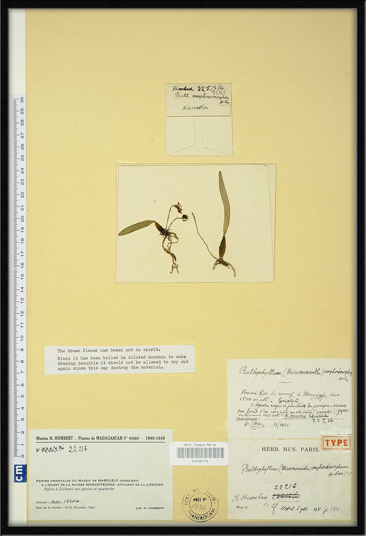 Bulbophyllum amphorimorphum — houseplant care guide