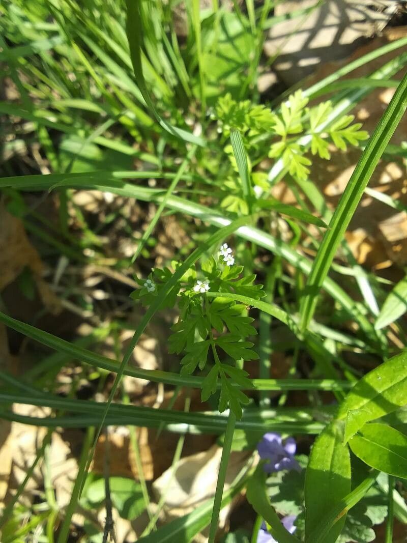 Chaerophyllum tainturieri flower