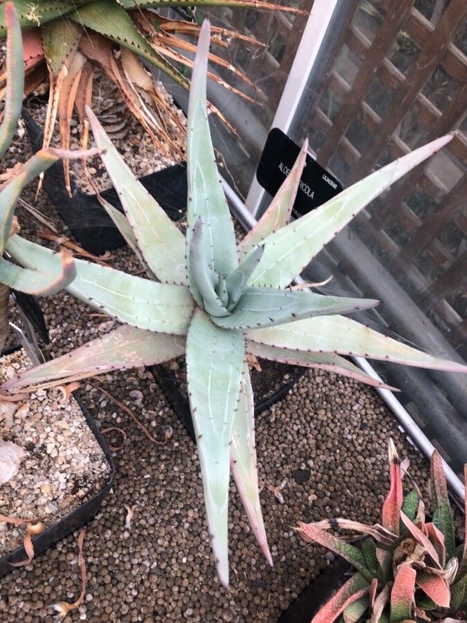 Aloe petricola — houseplant care guide