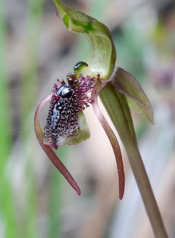 Chiloglottis reflexa — houseplant care guide