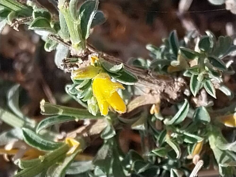 Genista pseudopilosa flower