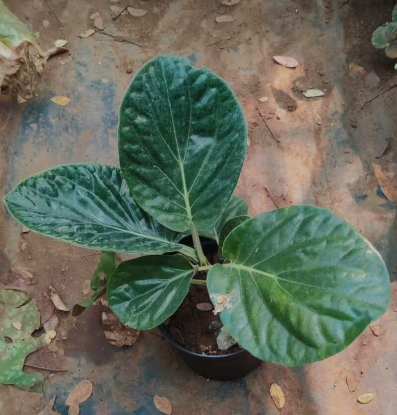 Piper magnificum — houseplant care guide