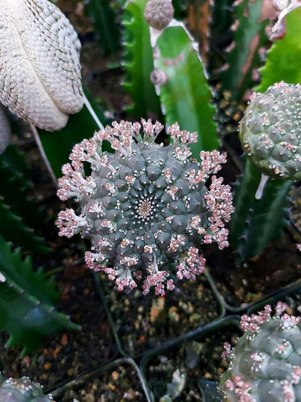 Euphorbia gymnocalycioides — houseplant care guide