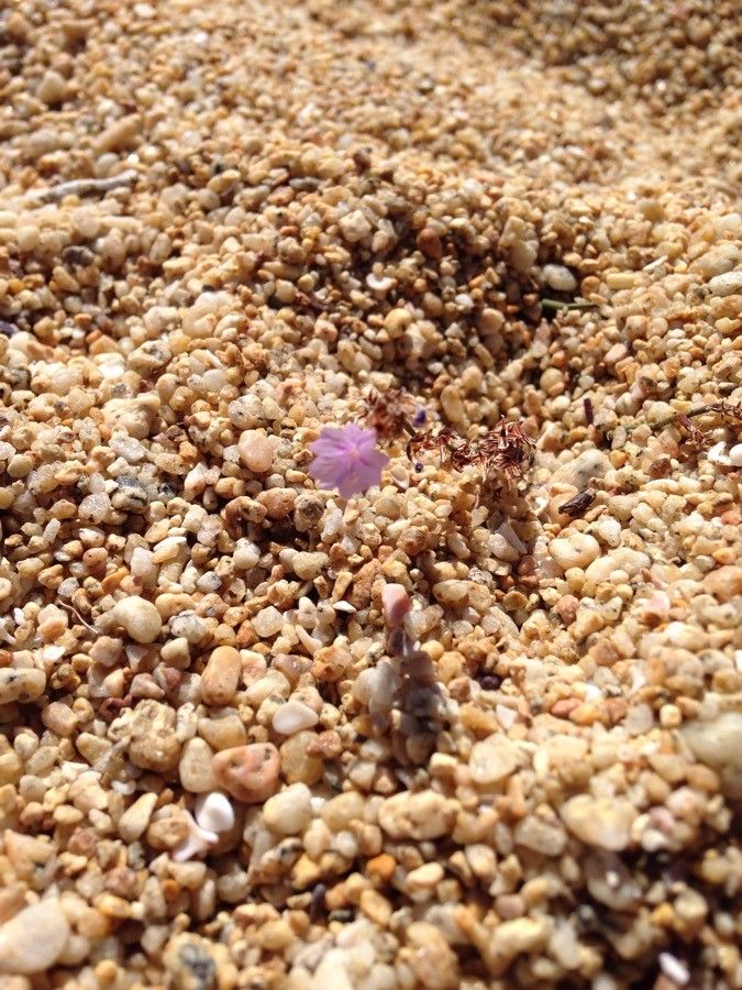 Frankenia hirsuta flower