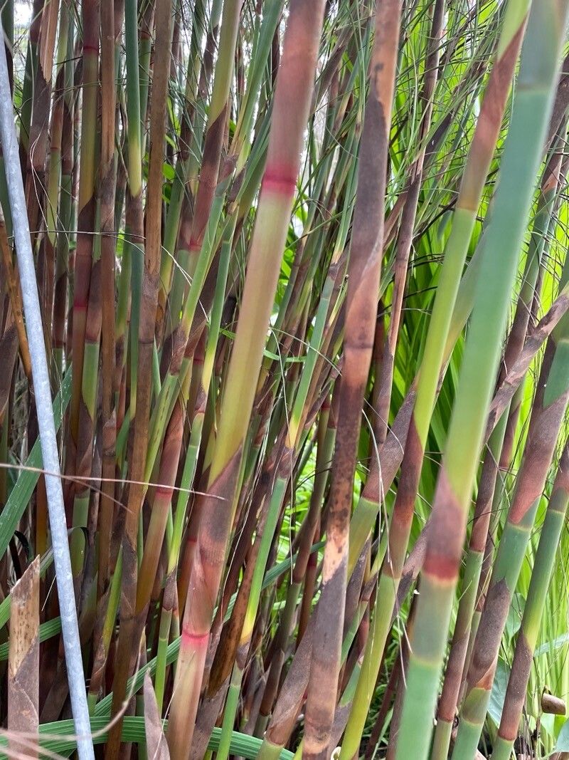 Cannomois virgata bark