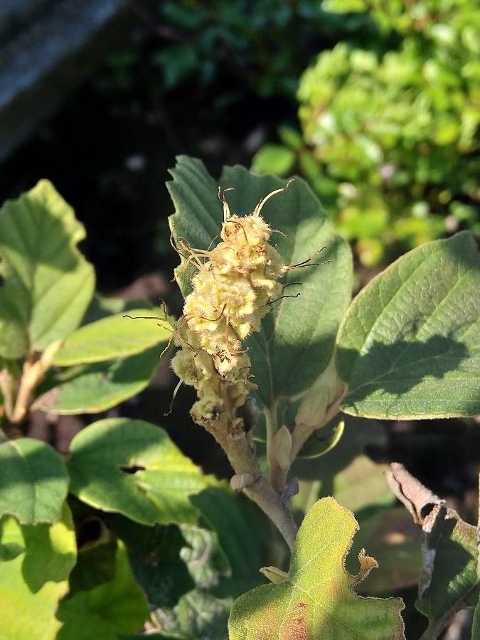 Fothergilla gardenii fruit