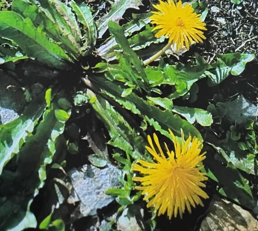 Taraxacum spectabile — search result for 'Taraxacum'