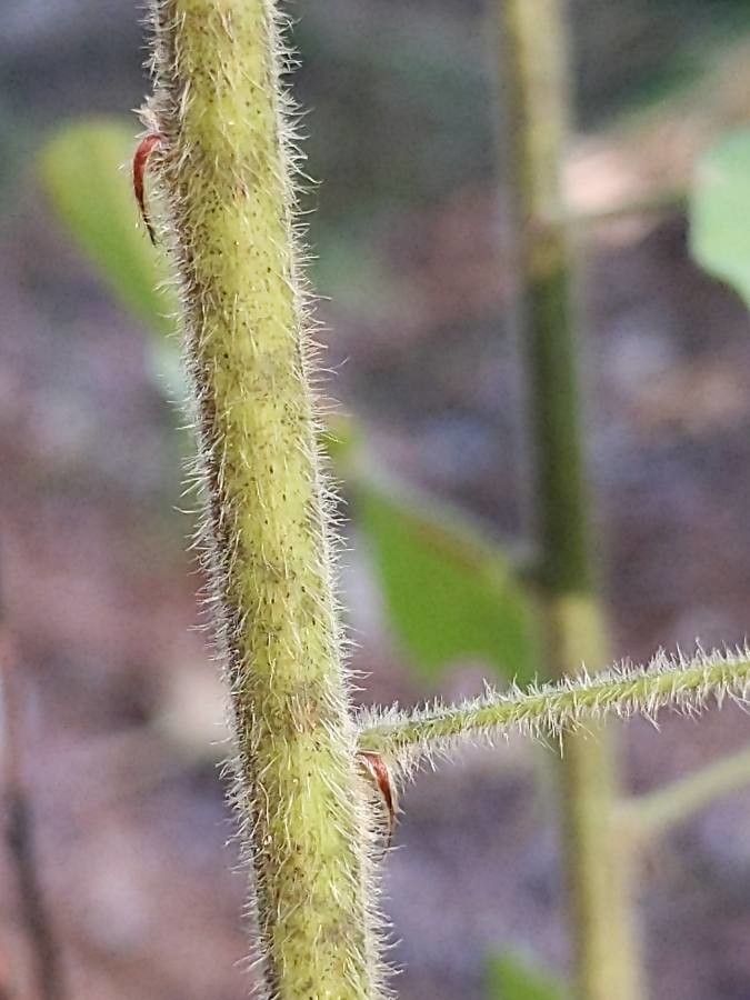 Lespedeza hirta bark