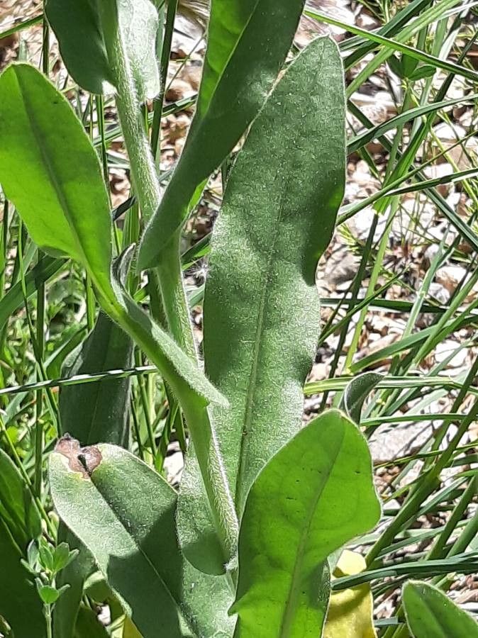 Cynoglossum creticum leaf