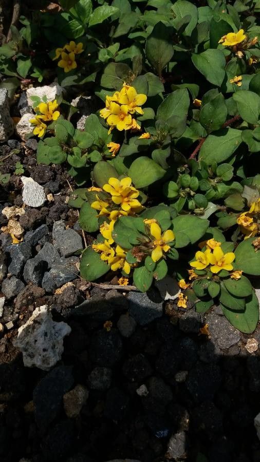 Lysimachia congestiflora habit