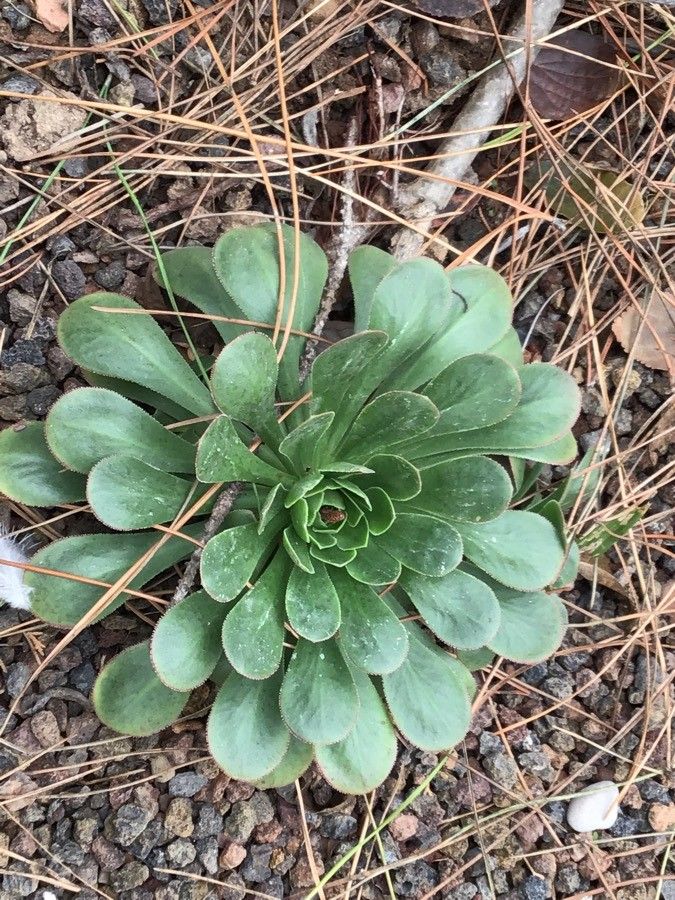 Aeonium cuneatum — search result for 'Aeonium'