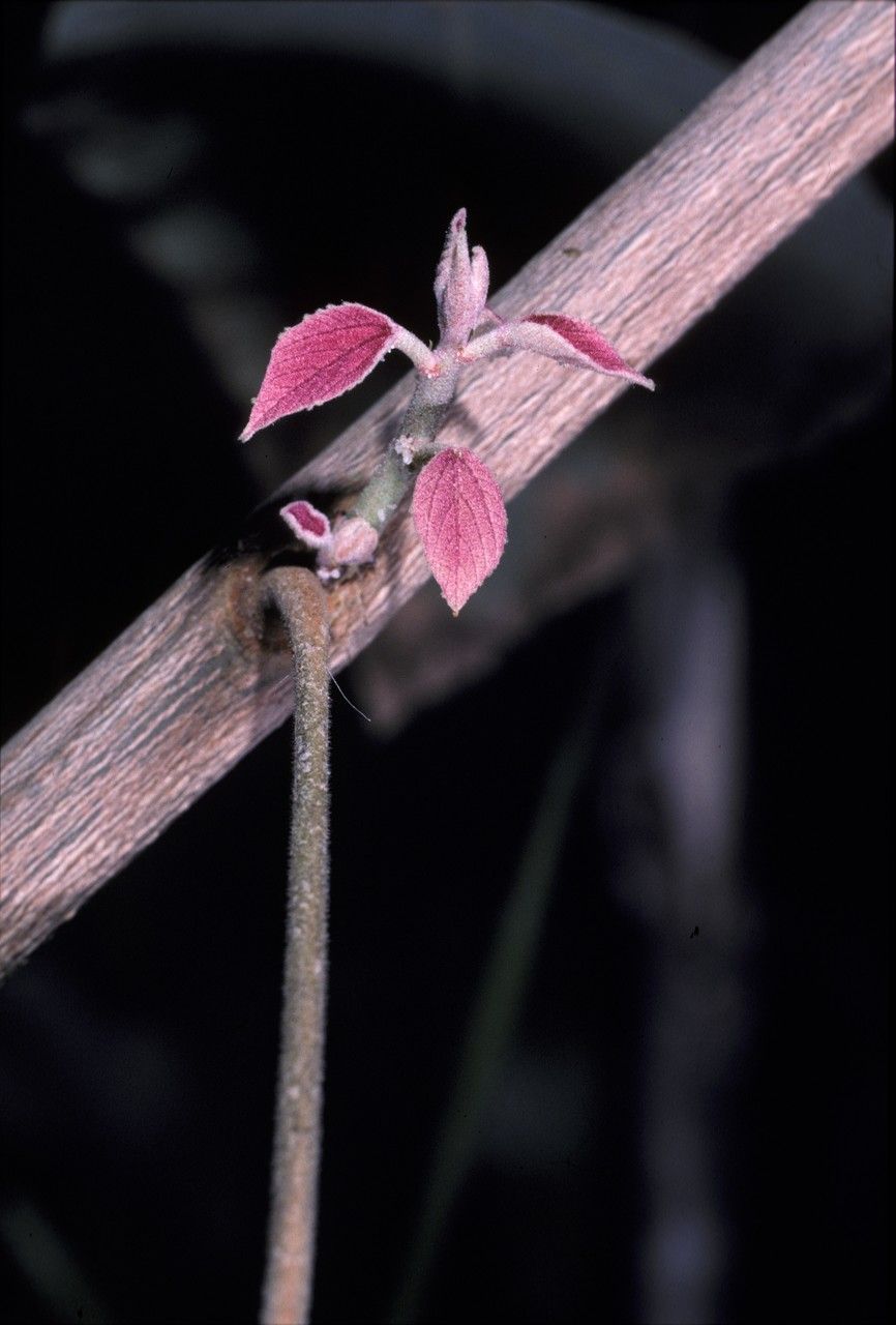Mallotus pallidus — search result for 'Mallotus'