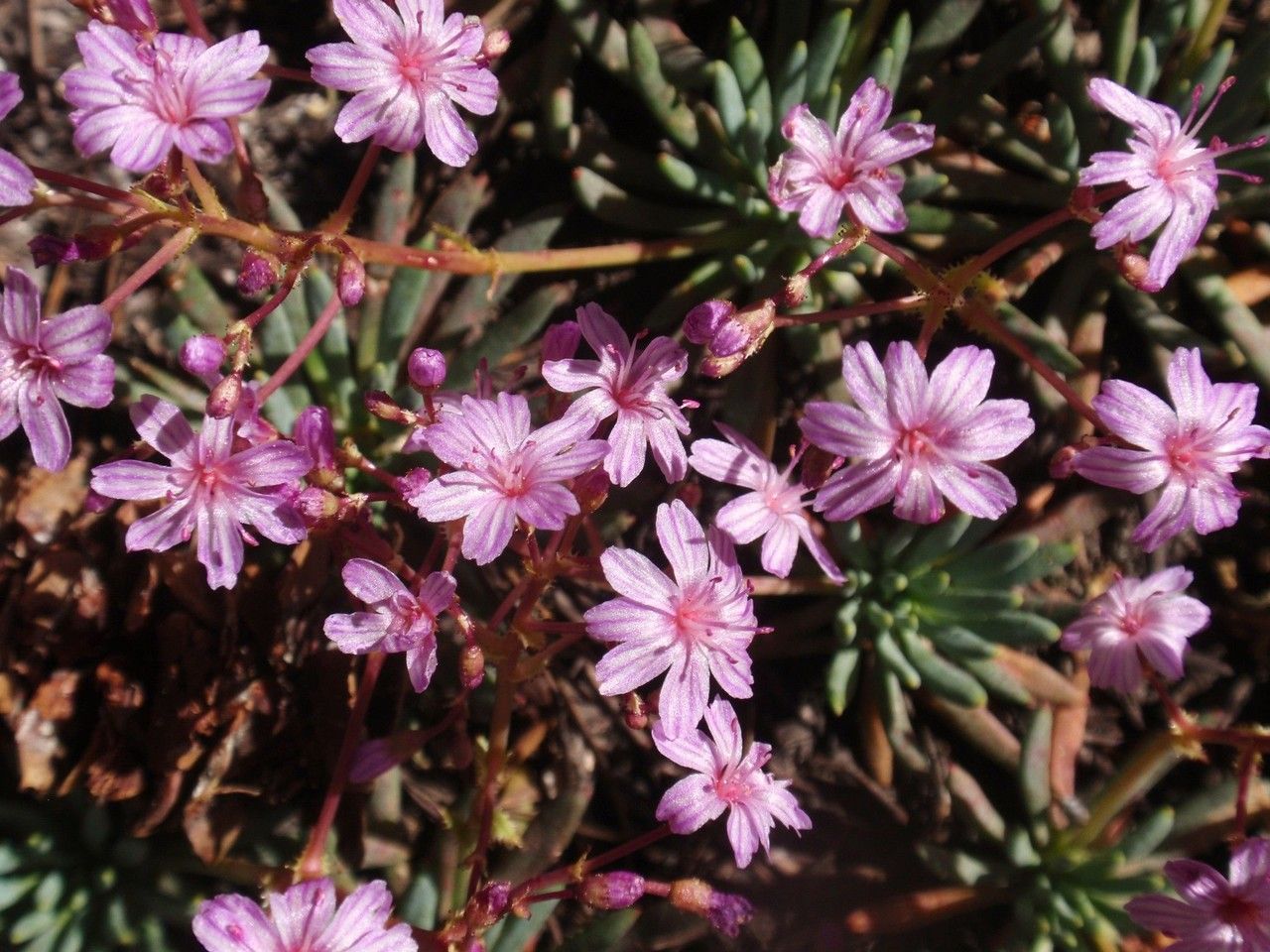 Lewisia leeana habit
