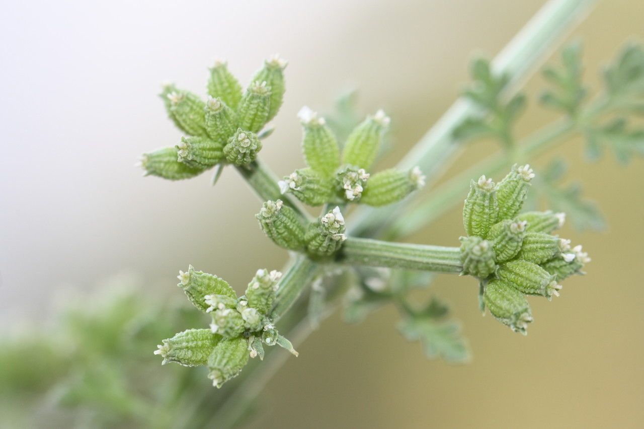 Krubera peregrina — houseplant care guide