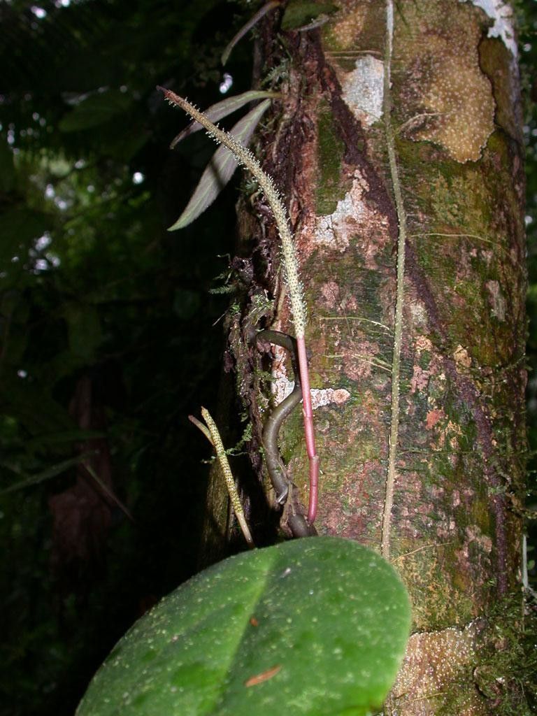 Peperomia hernandiifolia fruit