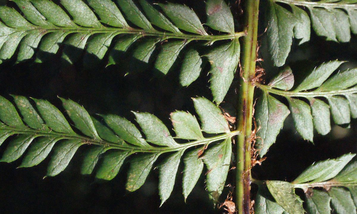Polystichum x bicknellii leaf