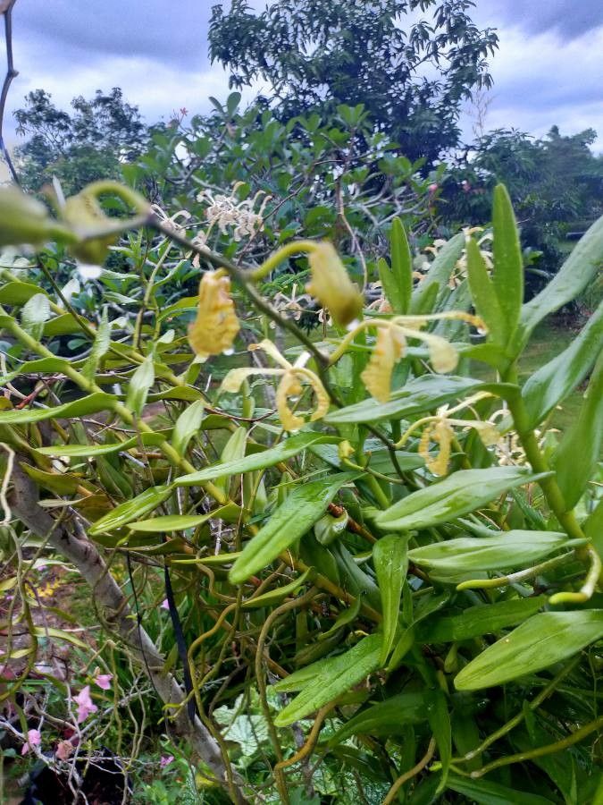 Jumellea comorensis leaf