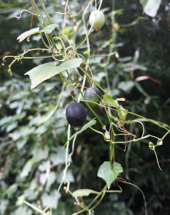 Passiflora lutea fruit
