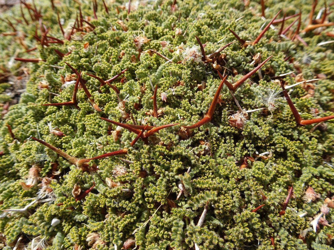 Adesmia occulta — houseplant care guide