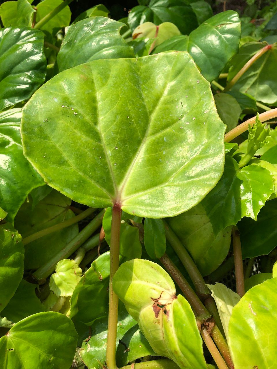Begonia convolvulacea leaf