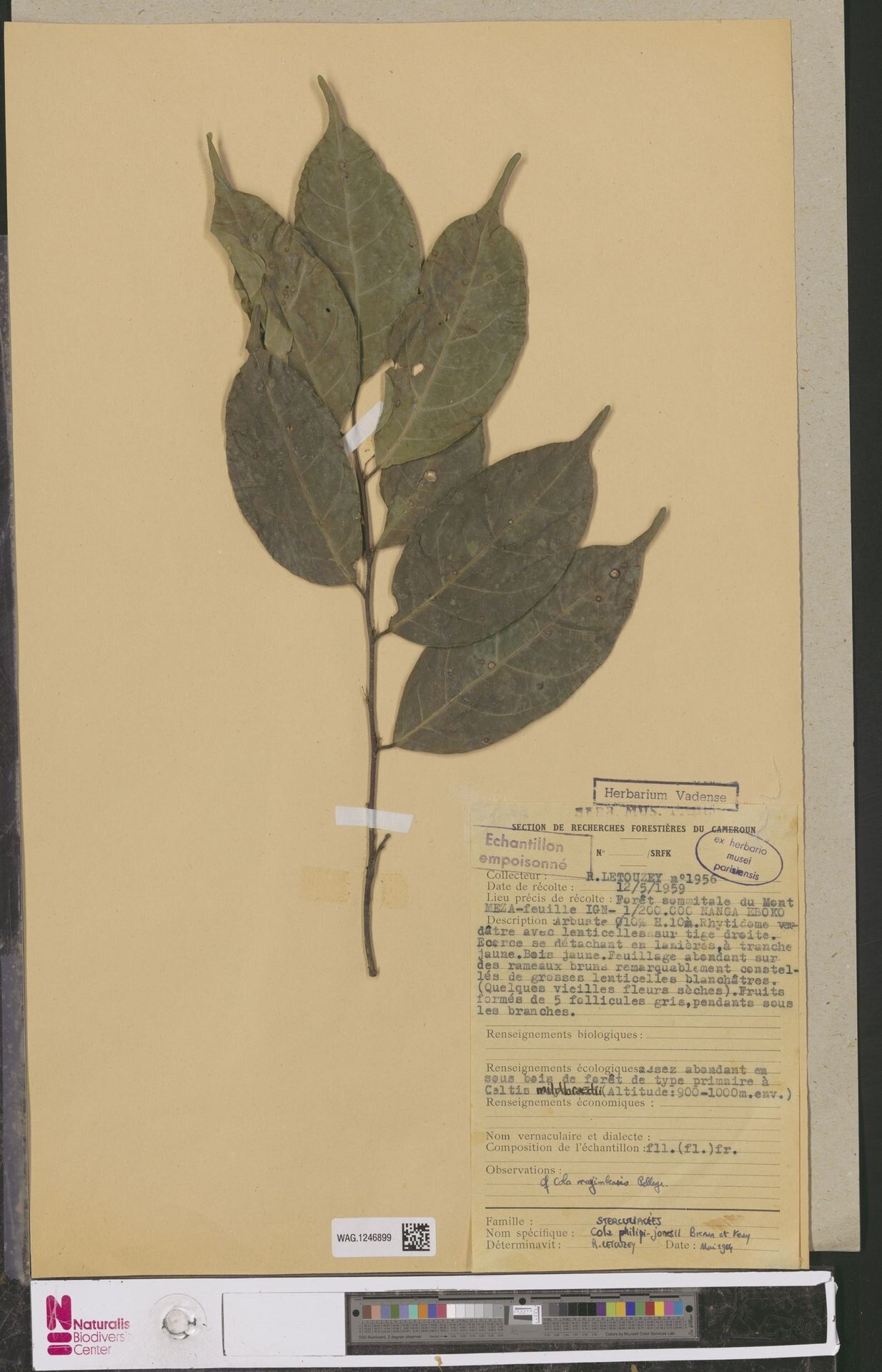 Cola philipi-jonesii — houseplant care guide