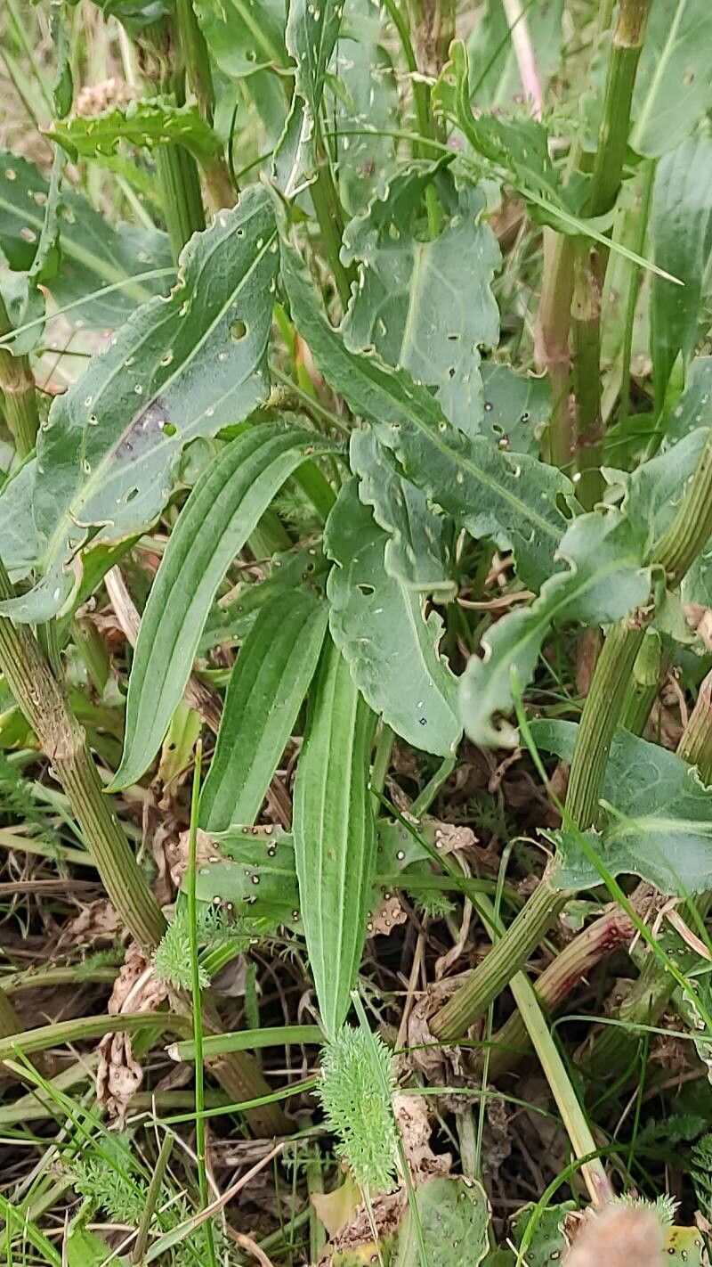Rumex thyrsoides — search result for 'Polygonaceae'