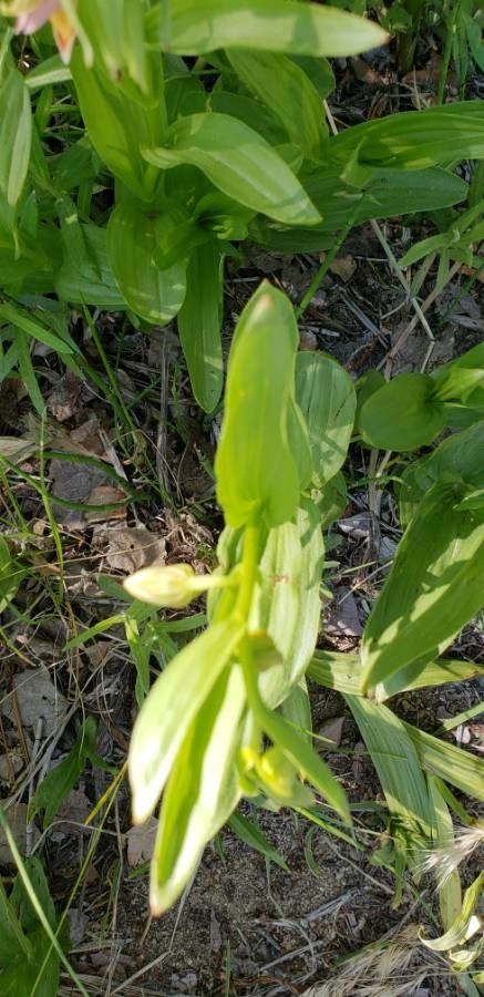 Epipactis gigantea leaf