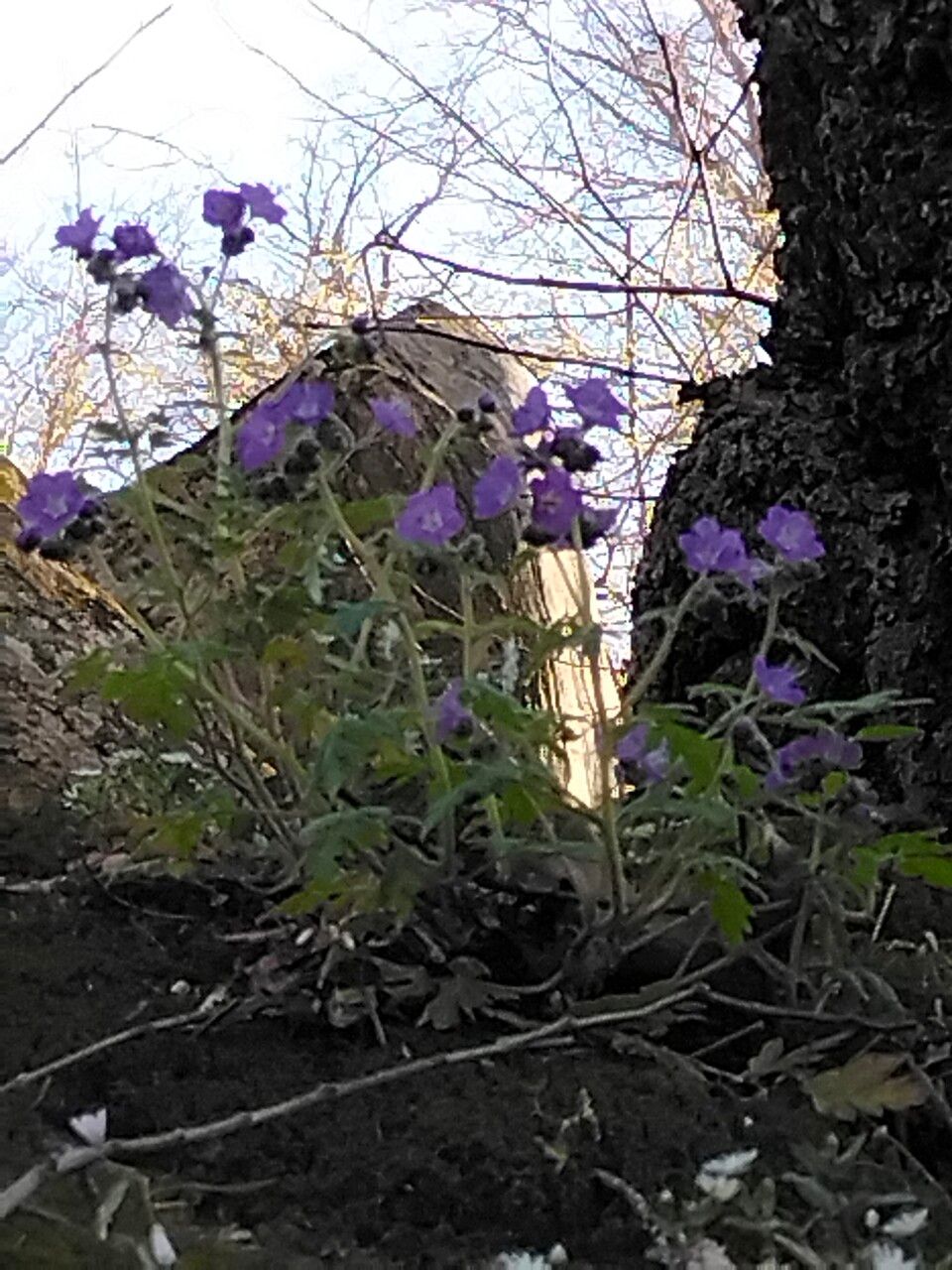 Phacelia bipinnatifida flower