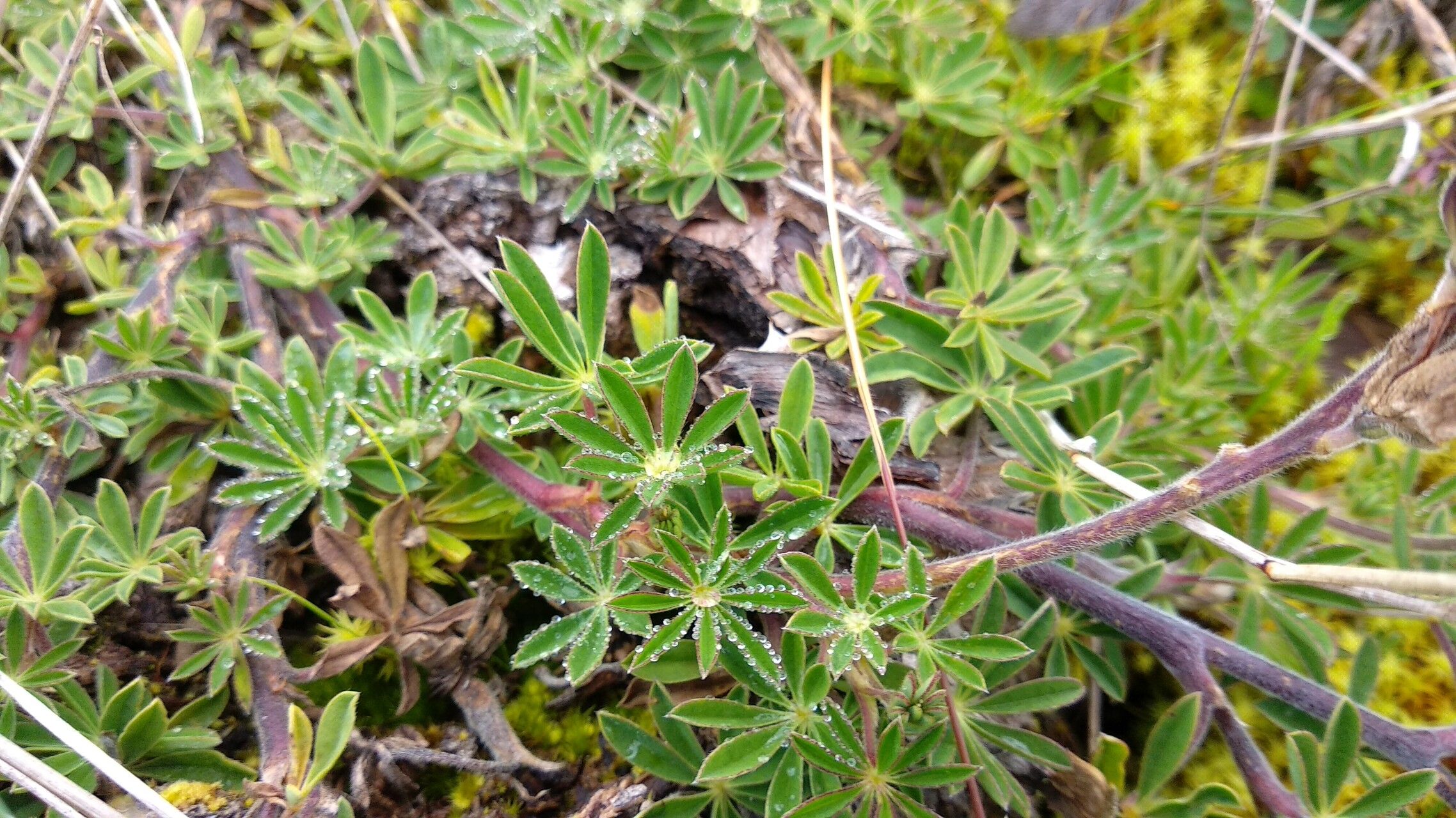 Lupinus bogotensis — search result for 'Lupinus'