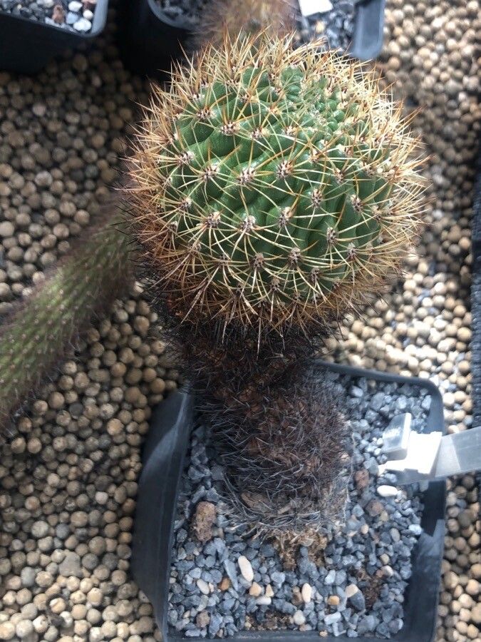 Matucana ritteri — houseplant care guide