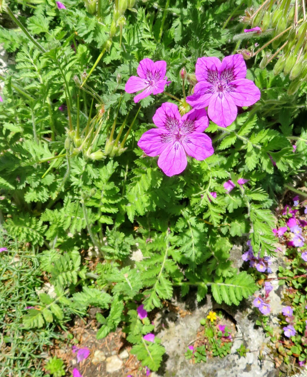 Erodium carvifolium habit