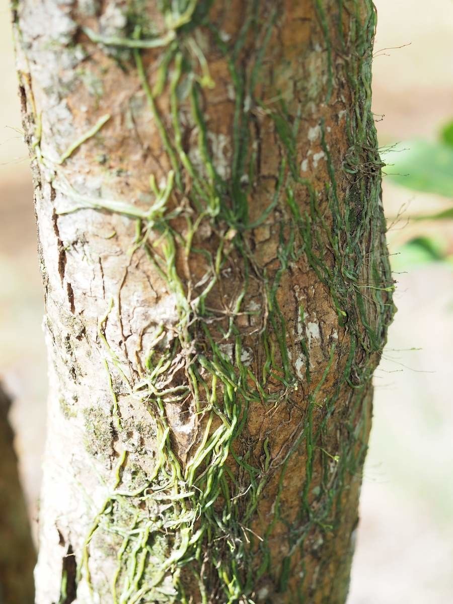 Taeniophyllum muelleri bark