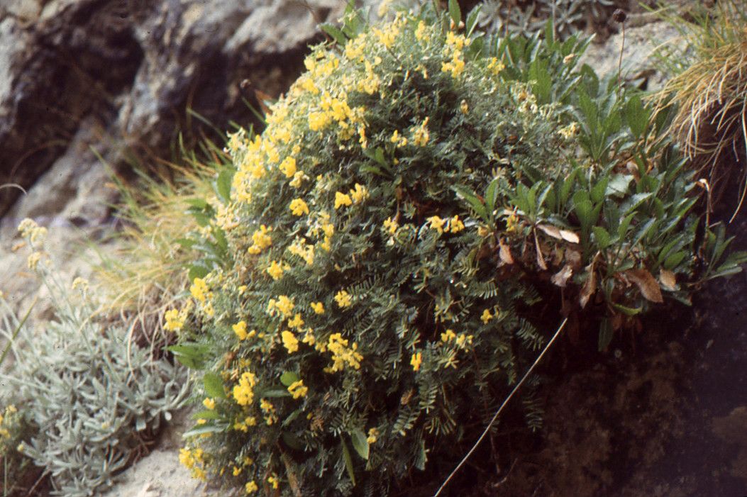 Hippocrepis balearica habit