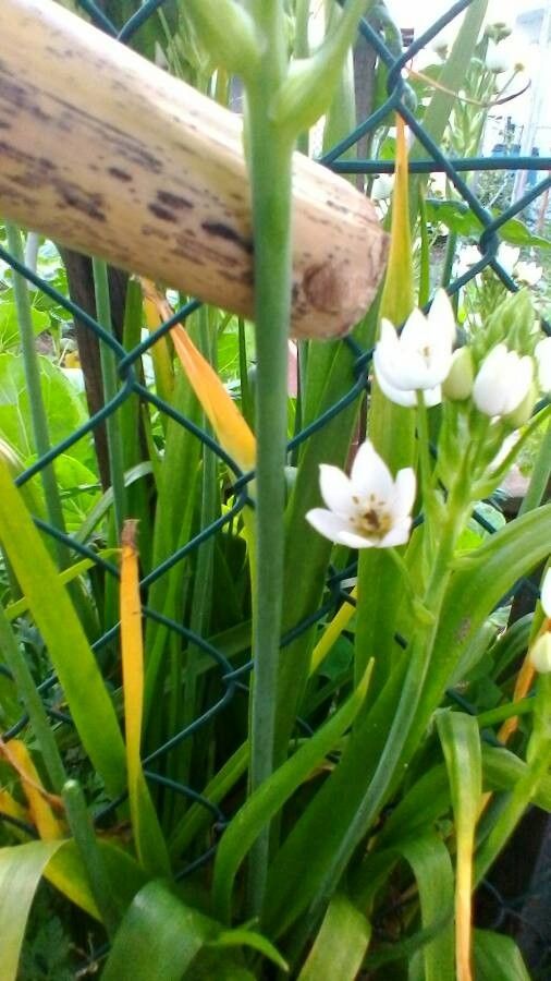 Ornithogalum thyrsoides bark
