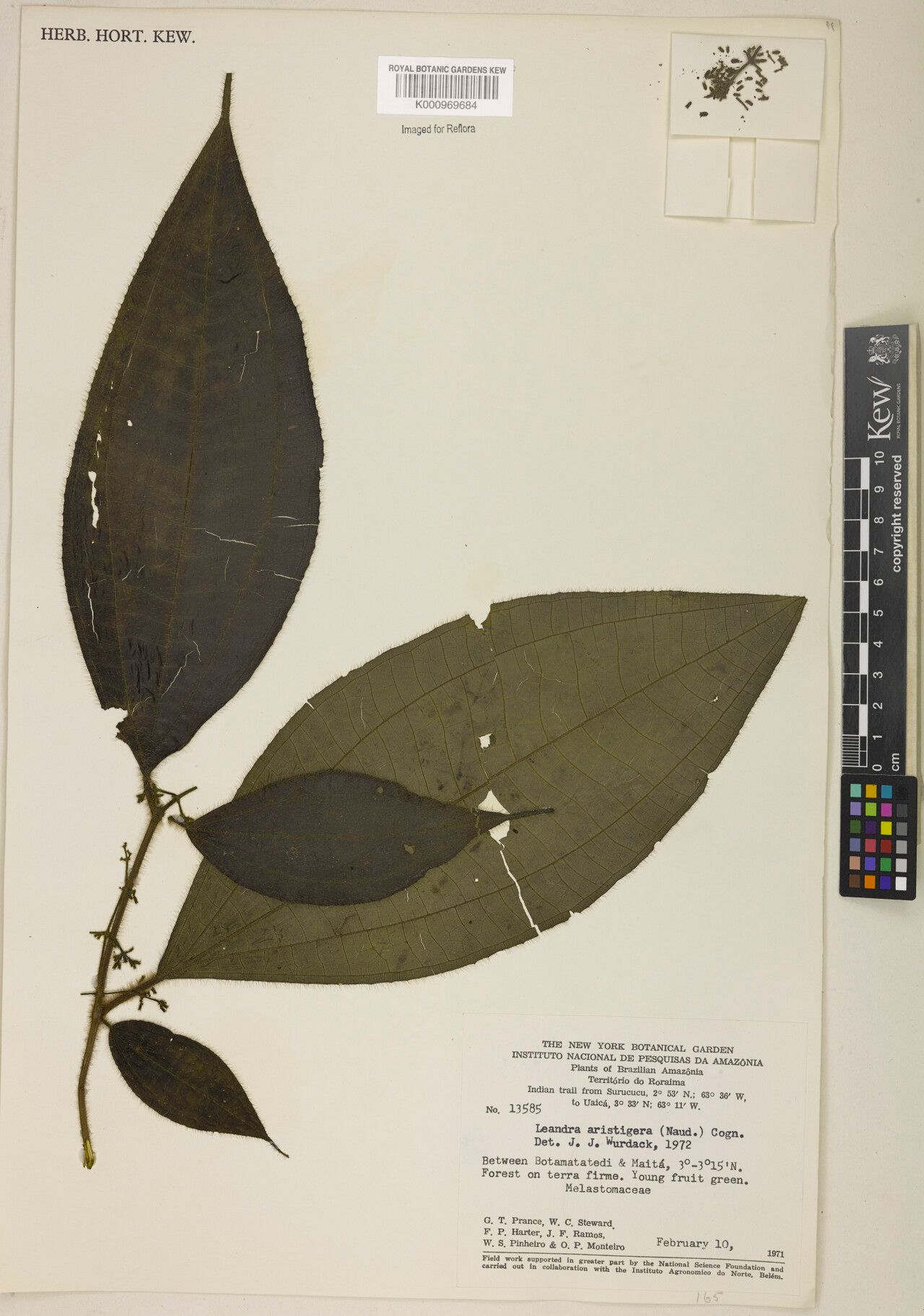 Miconia aristigera habit