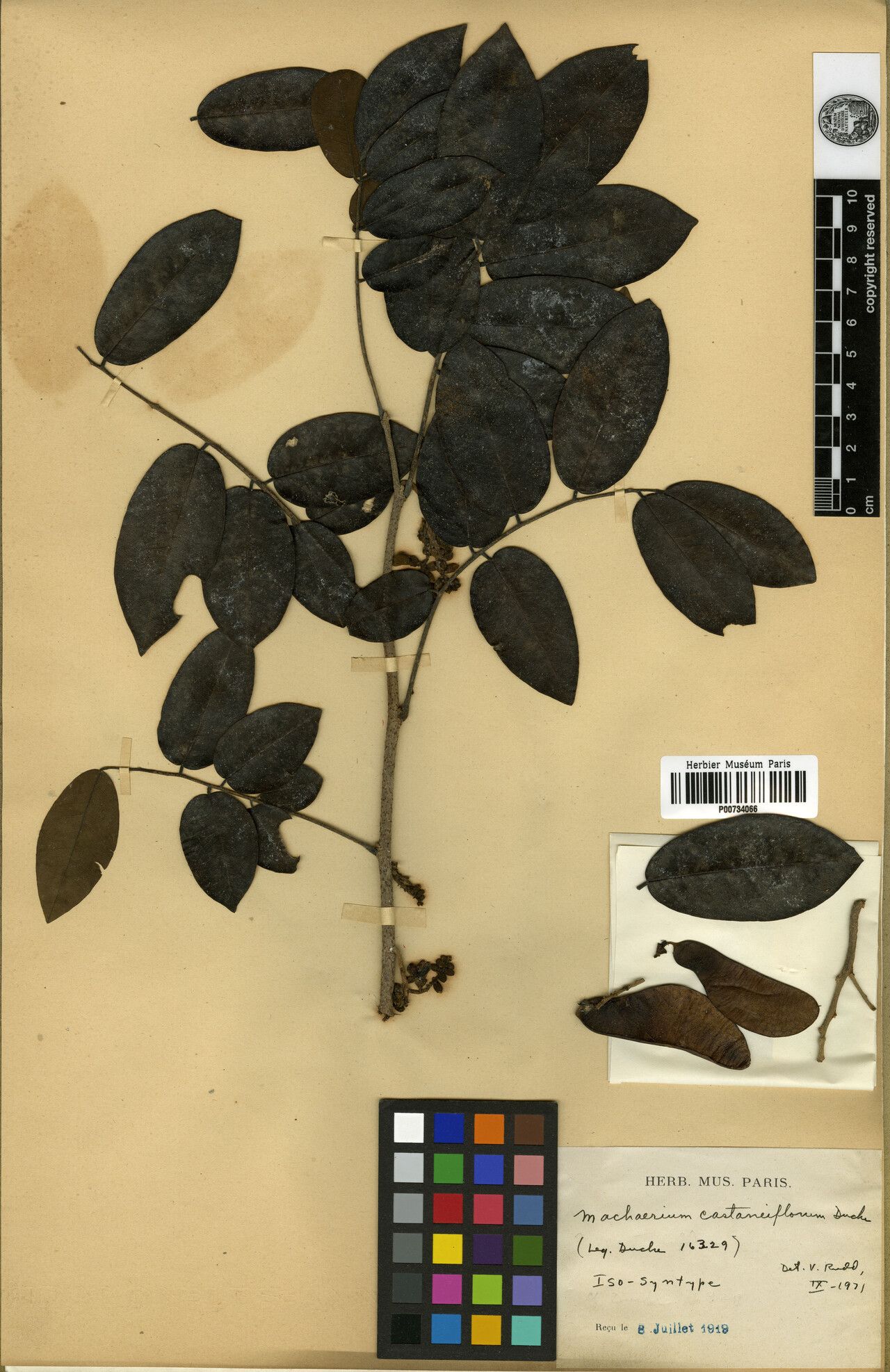 Machaerium castaneiflorum — houseplant care guide