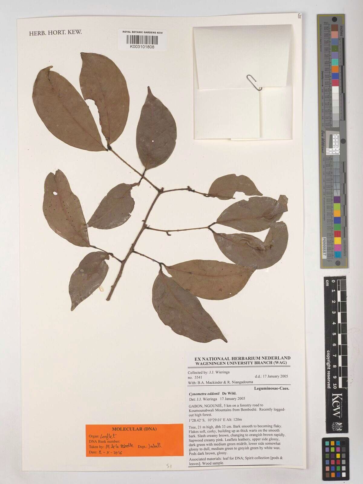 Cynometra oddonii — houseplant care guide