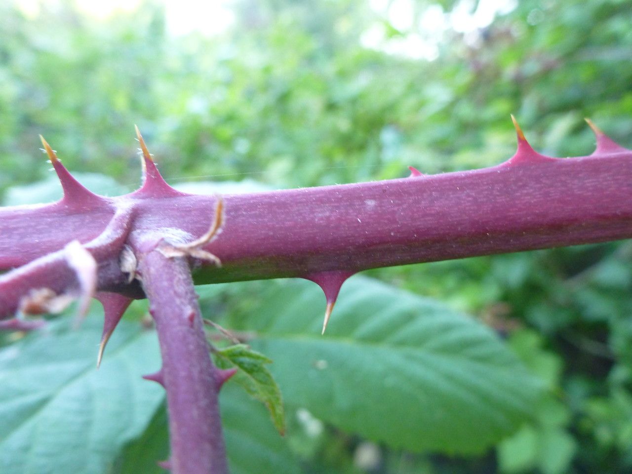 Rubus bipartitus bark