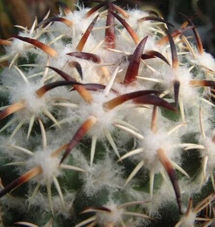 Coryphantha tripugionacantha leaf