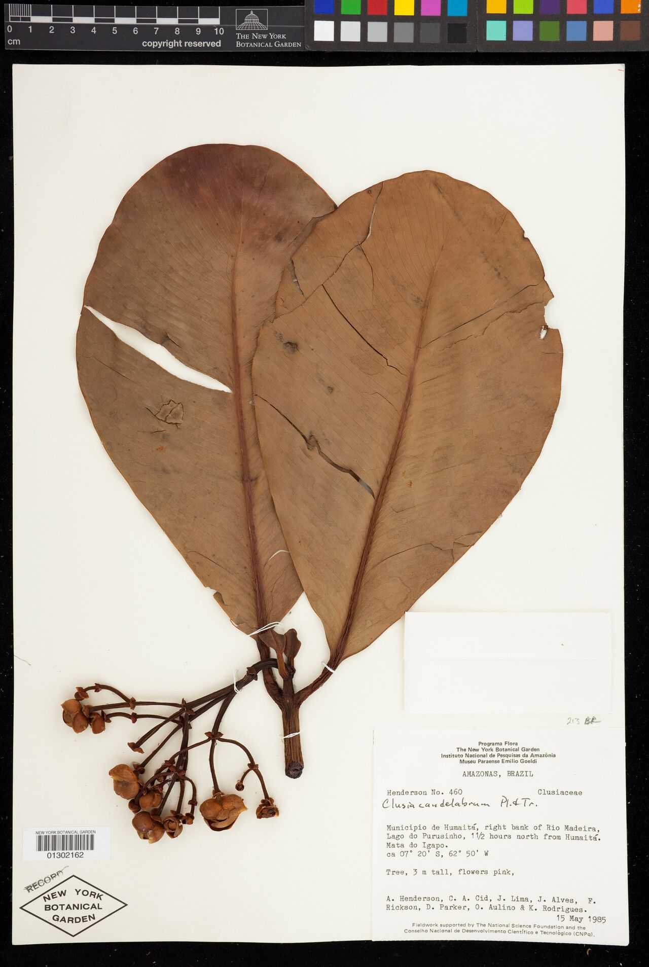 Clusia candelabrum fruit