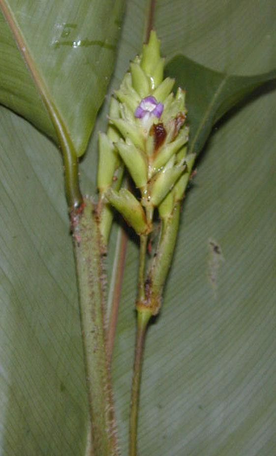Stromanthe palustris fruit