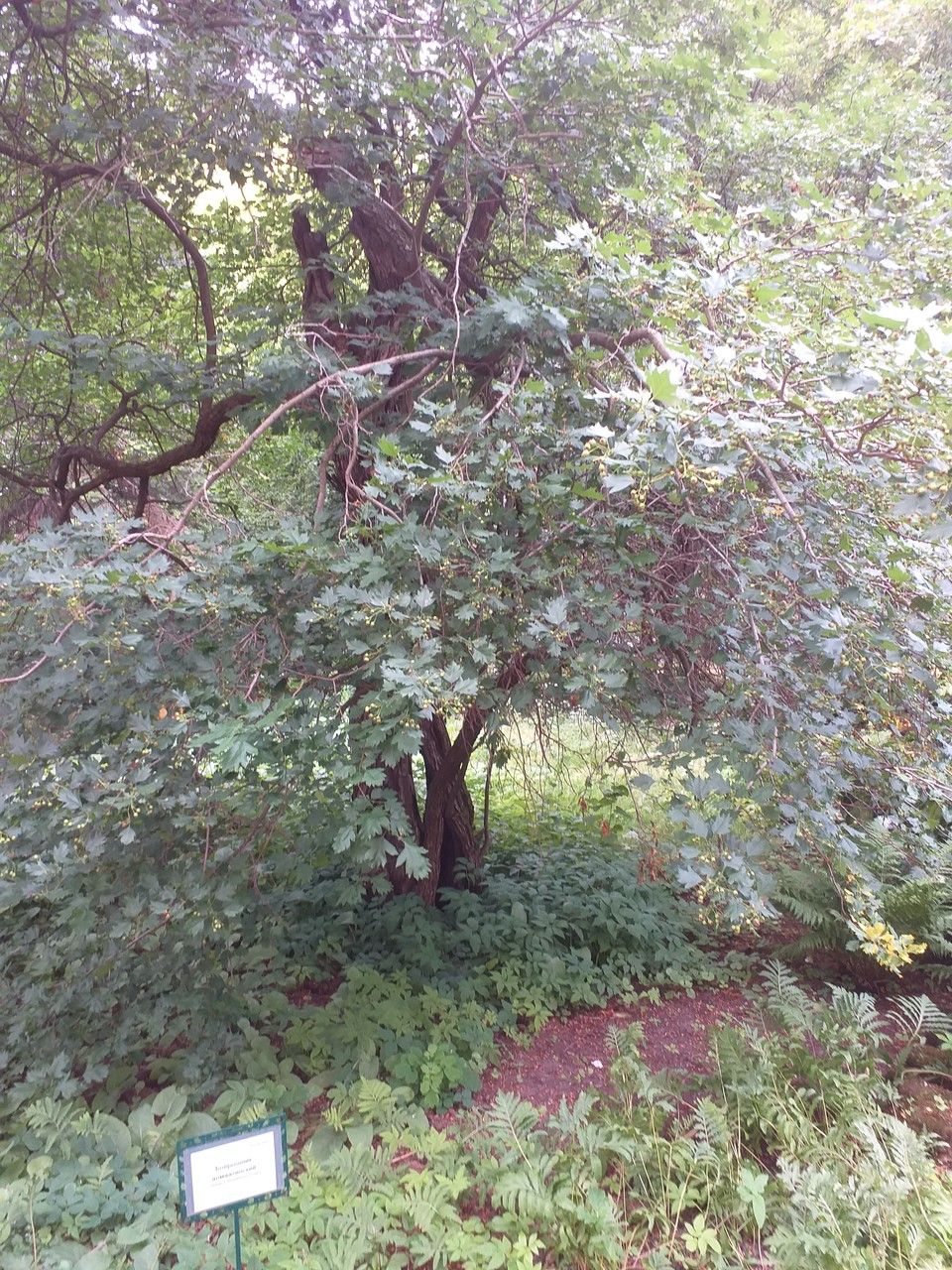 Crataegus almaatensis habit
